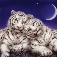 Оригинал схемы вышивки «Пара белых тигров» (№84426)