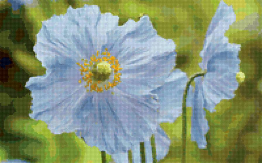 голубые цветочки - цветы - предпросмотр