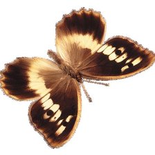 Оригинал схемы вышивки «бабочка» (№85500)