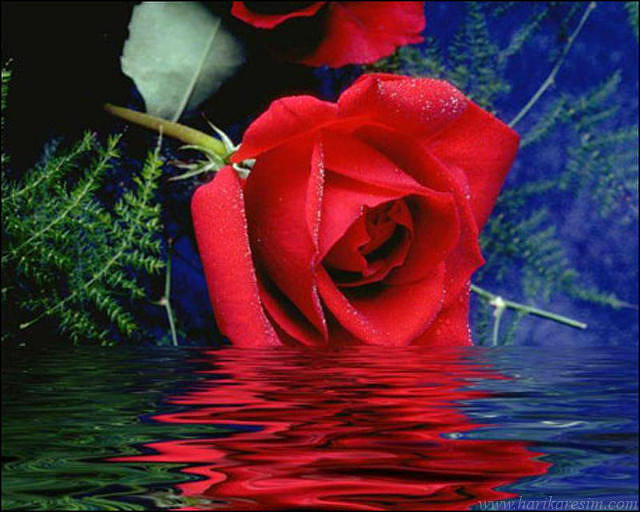 роза в воде - оригинал