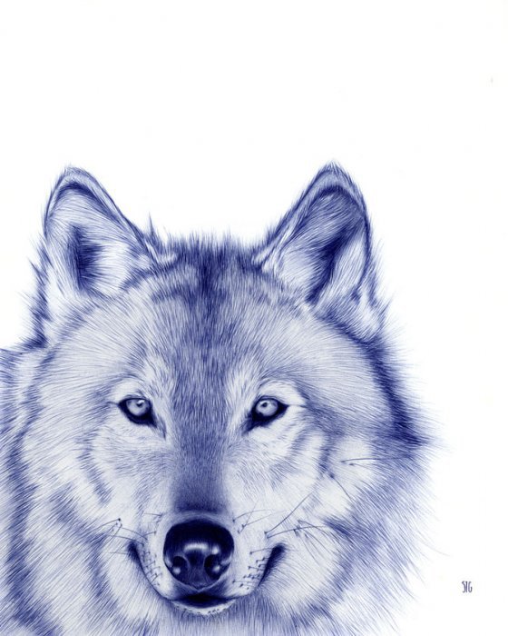 Волк - волки, волчица, волчата, волк, волчонок - оригинал