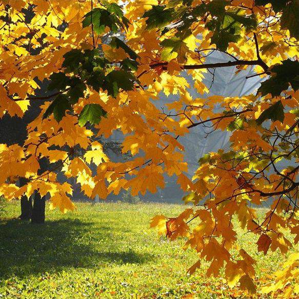 Осень 2 - осень, зарисовки, пейзаж, природа - оригинал
