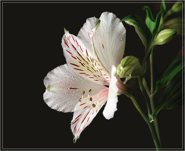 Лилия - подушка, цветы - оригинал