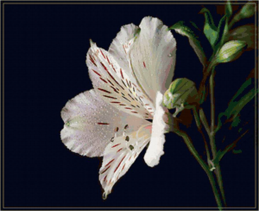 Лилия - цветы, подушка - предпросмотр