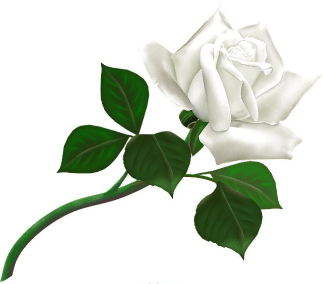Белая роза - цветы, подушка, рисунок - оригинал