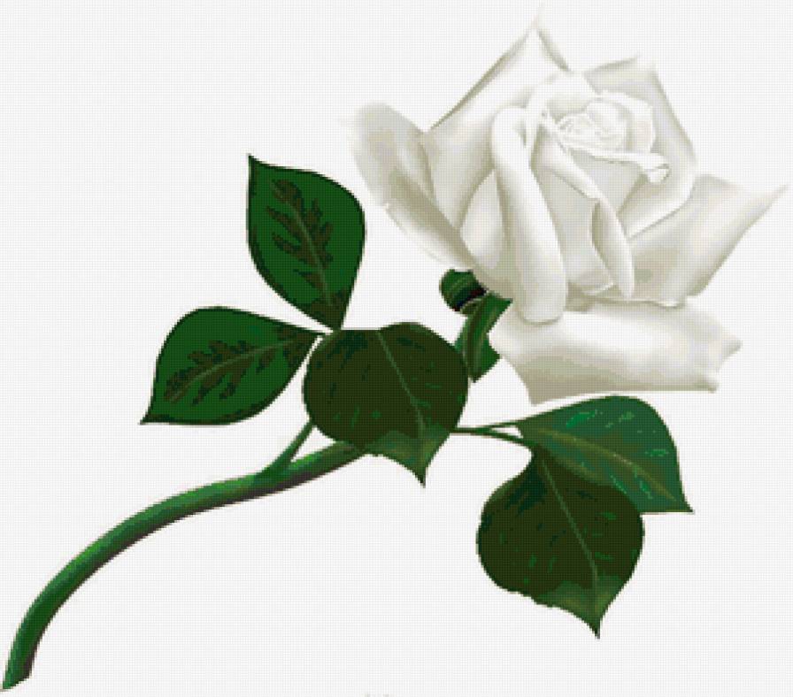 Белая роза - рисунок, цветы, подушка - предпросмотр