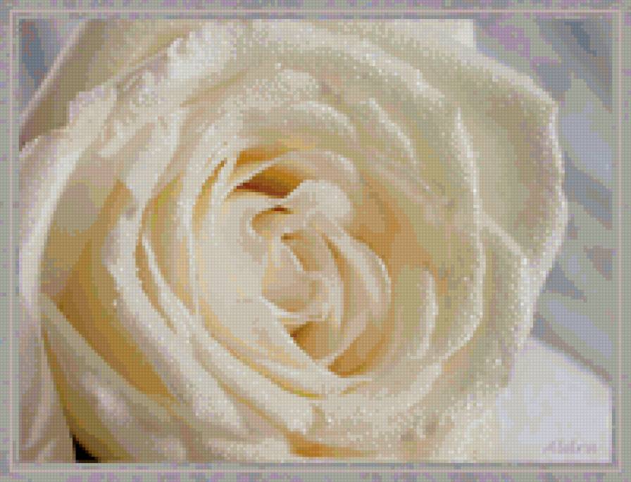белая роза - роза, белая, растение, цветок - предпросмотр