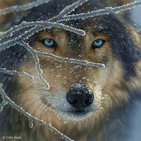 волчий взгляд - взгляд, волк, зима, животное - оригинал