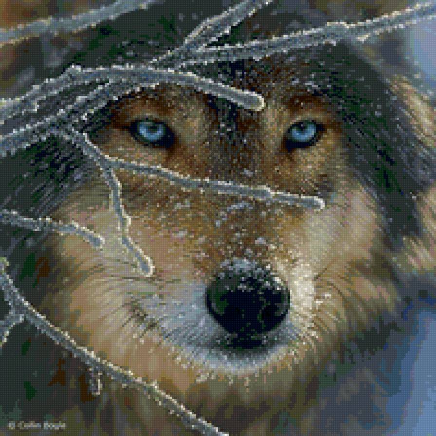 волчий взгляд - зима, животное, взгляд, волк - предпросмотр
