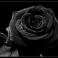 Оригинал схемы вышивки «черная роза» (№87536)
