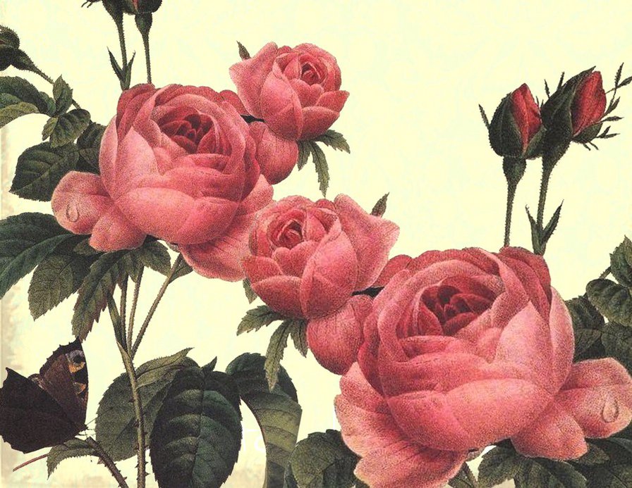 Розы - розы, бутоны, роза, подушка, душистые розы, цветы, розочки - оригинал