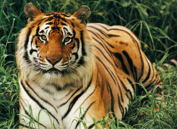 Тигр в траве - трава, животные, тигр - оригинал