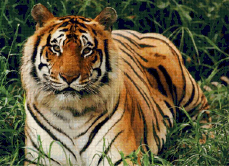 Тигр в траве - тигр, трава, животные - предпросмотр