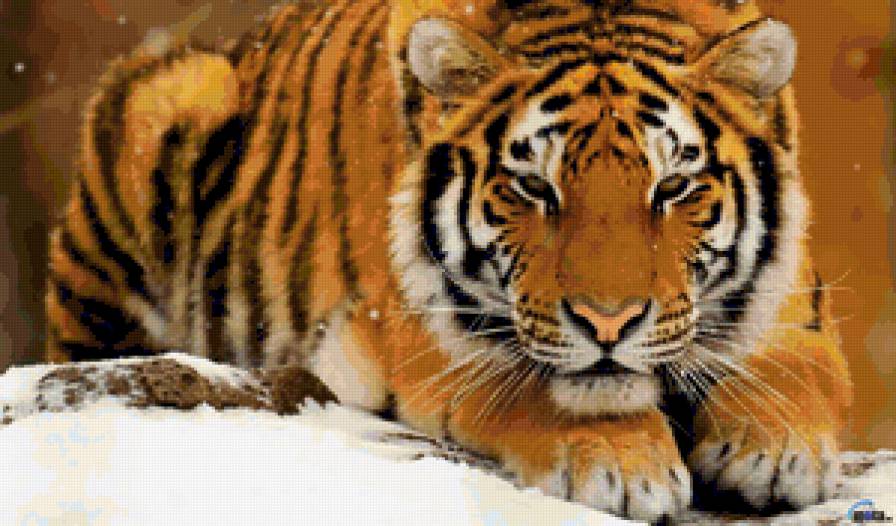 Тигр в снегу - снег, тигр, зима, животные - предпросмотр