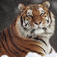 Оригинал схемы вышивки «Тигр под снегопадом» (№88138)