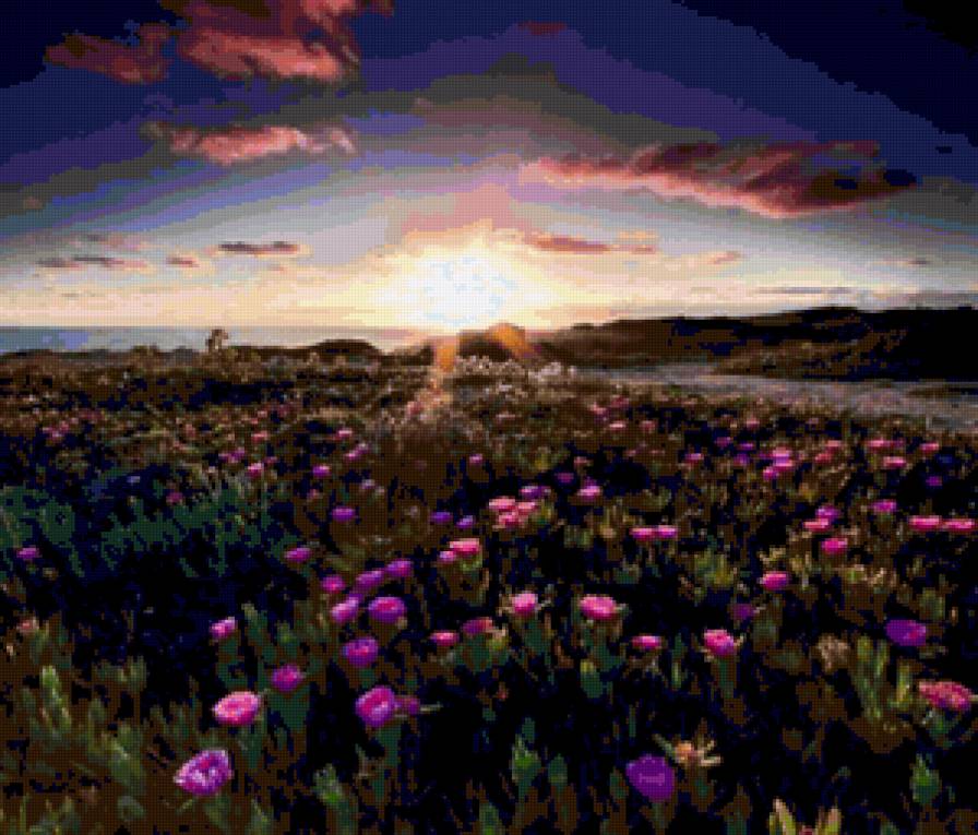 Полевые цветы - закат, поле, вечер, природа, пейзаж, цветы - предпросмотр