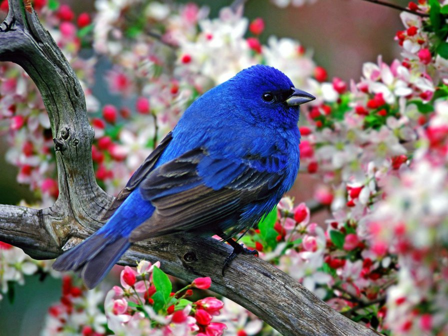 Синяя птичка - цветы, птицы, ветка - оригинал