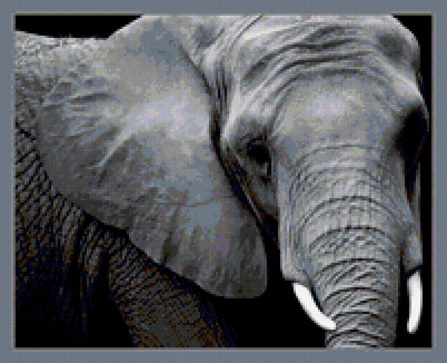 слон - животные - предпросмотр