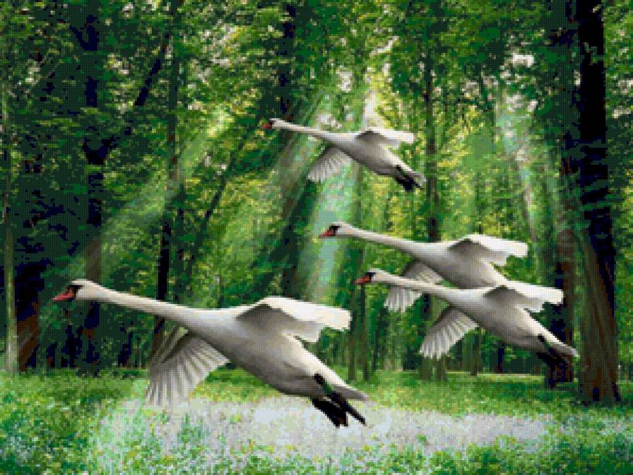 Летящие лебеди - природа, лес, полет, лебеди, птицы - предпросмотр
