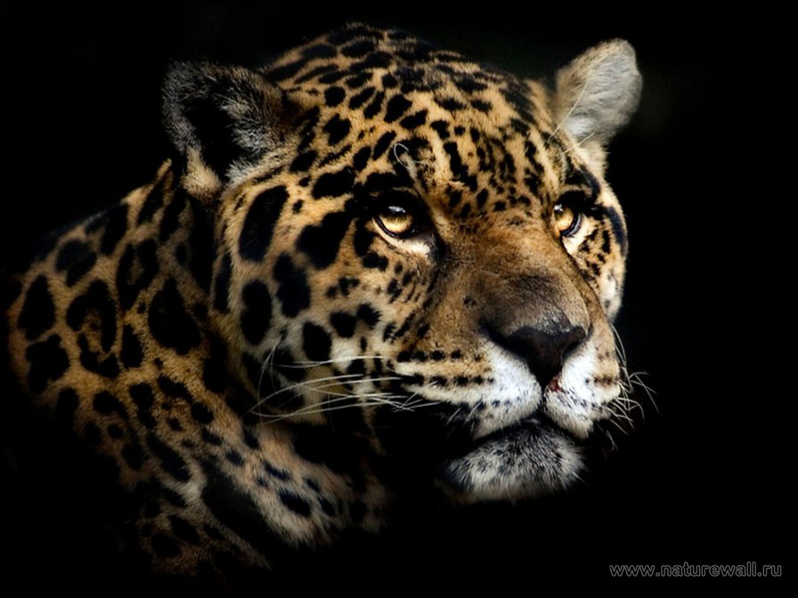 леопард - животные - оригинал