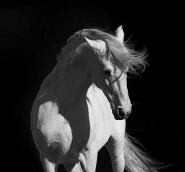 белый конь - животные - оригинал
