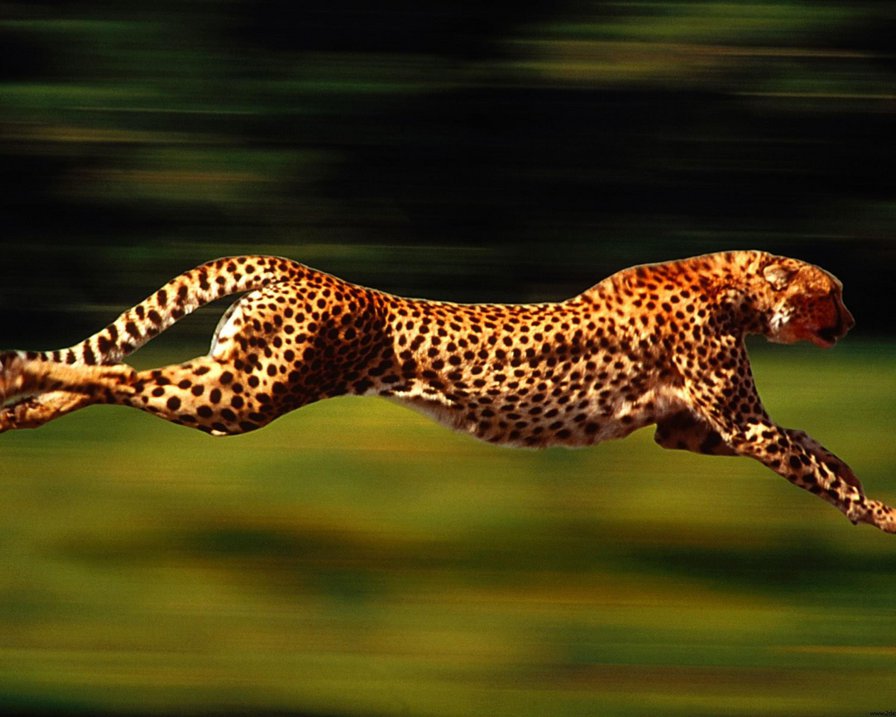 бегущий гепард - животные - оригинал