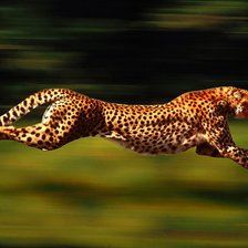 бегущий гепард