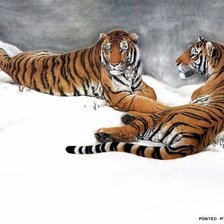 Оригинал схемы вышивки «Тигры» (№88595)