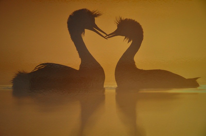На закате - утки, любовь, фото, дикая природа - оригинал