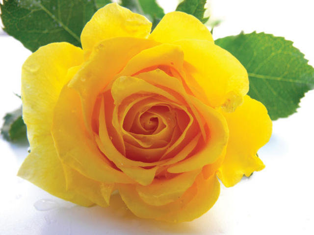 Желтая роза - цветы - оригинал