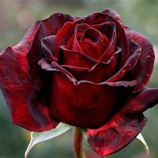 Оригинал схемы вышивки «Красная роза» (№89079)
