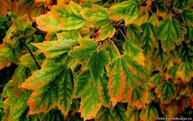 осенние листья - осень, листья, природа - оригинал