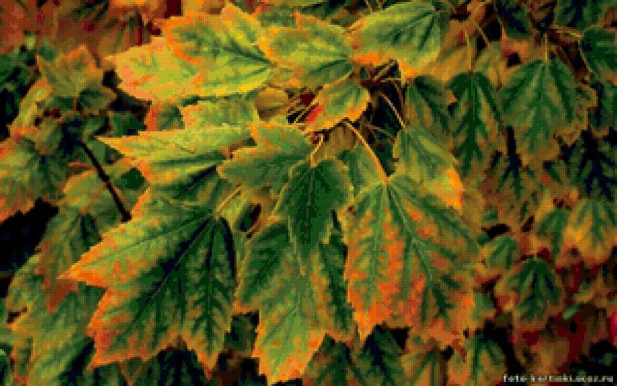 осенние листья - листья, осень, природа - предпросмотр