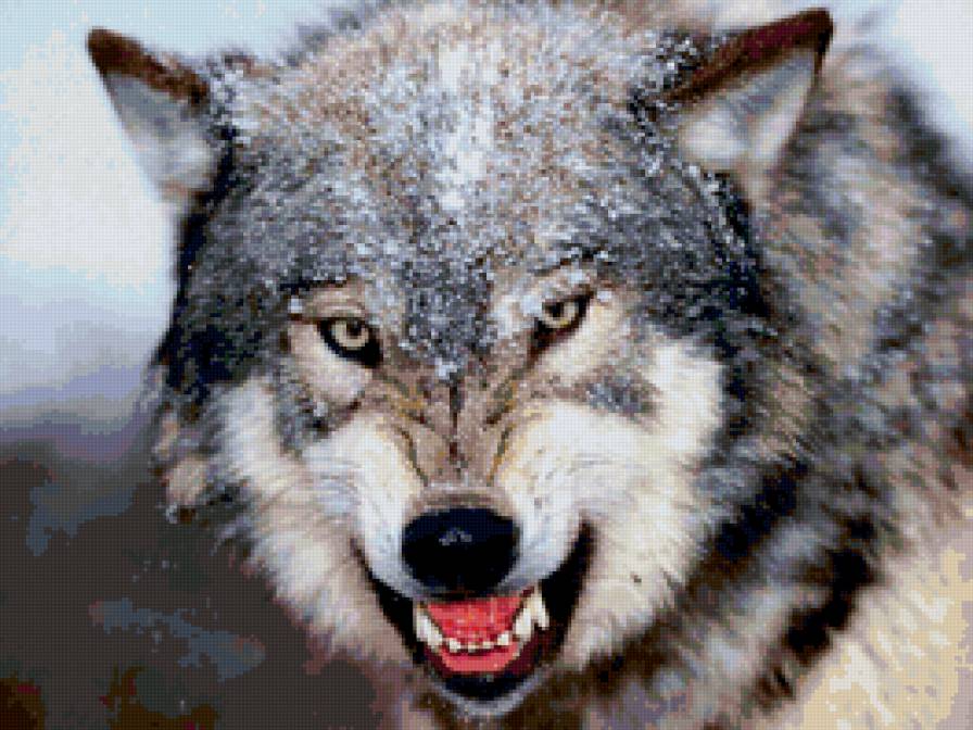 Волк - животные, волк, собаки - предпросмотр