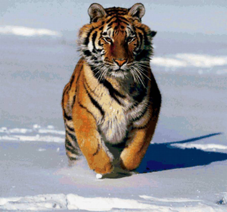 Тигр - животные, кошки, тигры - предпросмотр