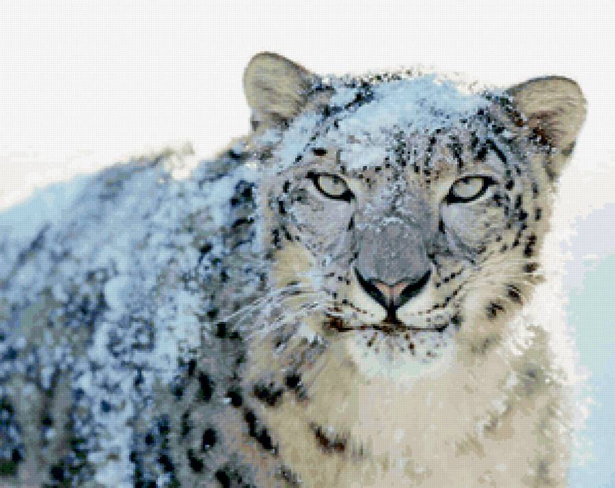 Снежный барс - кошки, животные, барс - предпросмотр