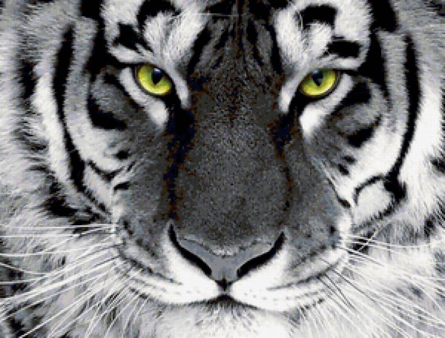 белый тигр - тигр, хищники - предпросмотр