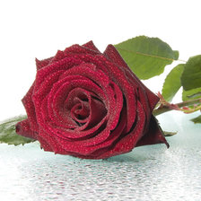 Оригинал схемы вышивки «Красная роза» (№90124)