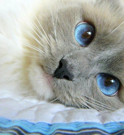 Кися с голубыми глазами - коты, голубые глазки - оригинал