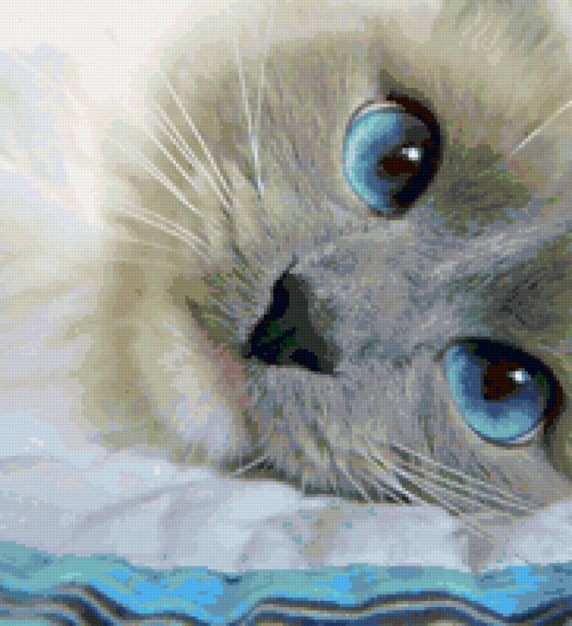 Кися с голубыми глазами - голубые глазки, коты - предпросмотр