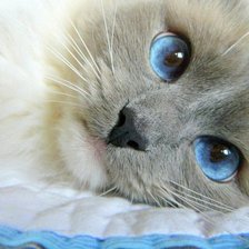 Схема вышивки «Кися с голубыми глазами»