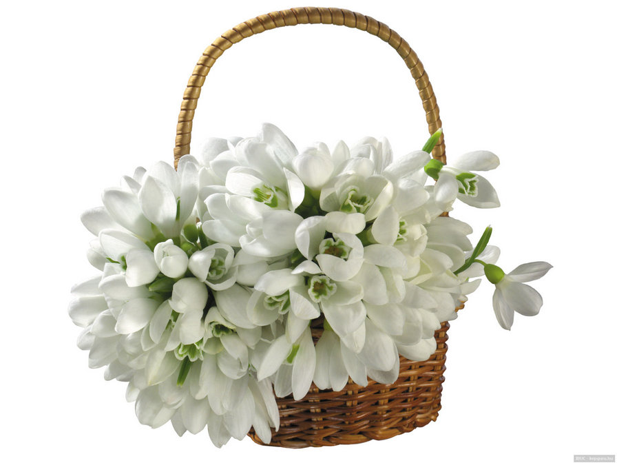 Подснежники на белом - корзина, цветы - оригинал