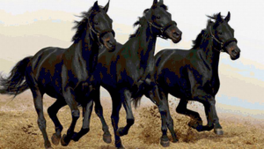Чёрные лошади - бег, животные, животные лошади, кони, черные лошади - предпросмотр