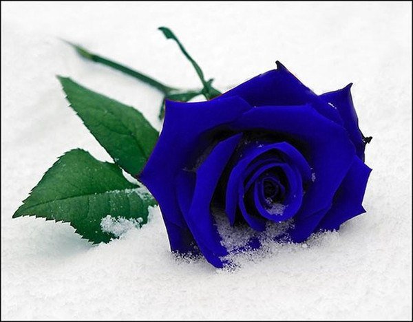 Синяя роза - цветы на снегу, синяя роза, снег, розы, цветы, роза - оригинал