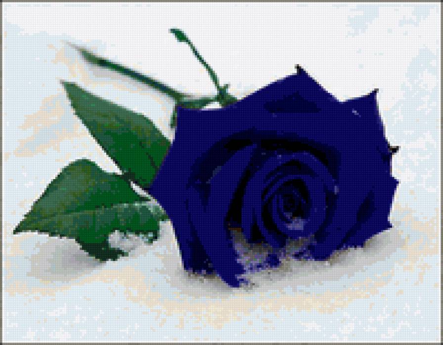 Синяя роза - цветы на снегу, розы, синяя роза, цветы, снег, роза - предпросмотр