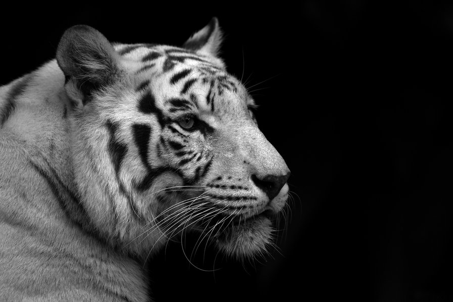 Тигр - тигр, белый, интерьер, животные - оригинал