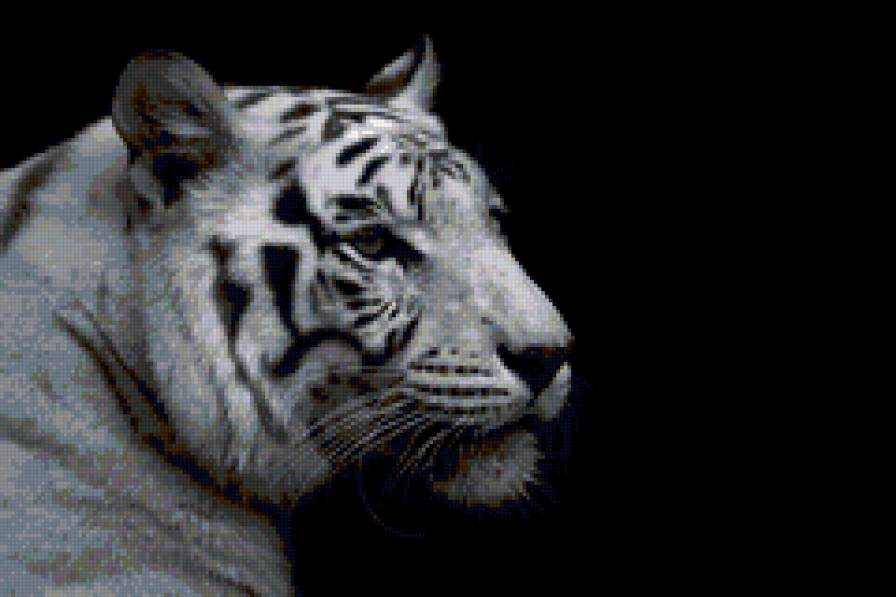 Тигр - животные, интерьер, тигр, белый - предпросмотр