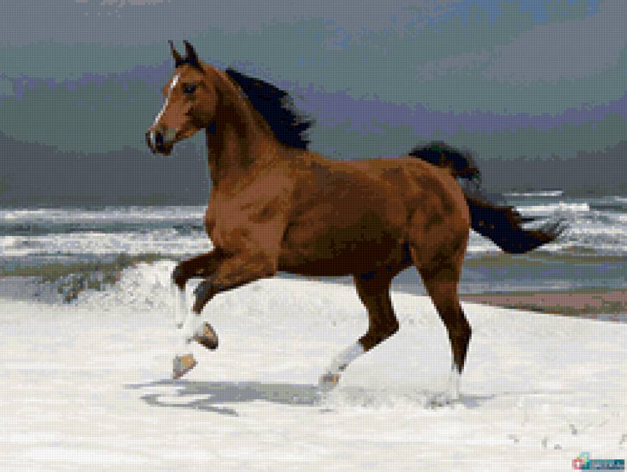 Арабский скакун - лошадь море - предпросмотр
