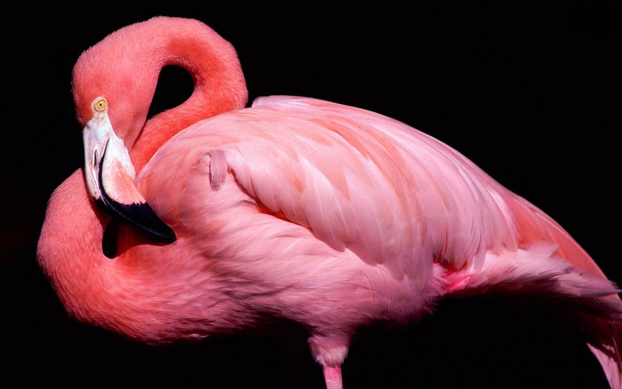 Фламинго - розовый фламинго птицы - оригинал