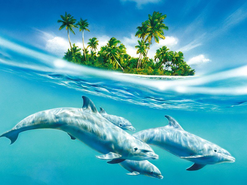 Дельфины - дельфины - оригинал